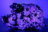 Apple-Green Fluorite Crystals with Smoky Quartz - Fluorescent! #348144-5